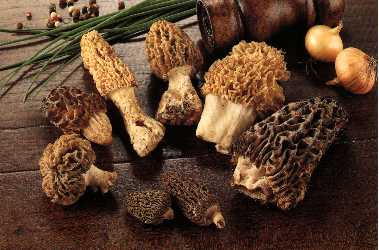 morilles-entieres_13417