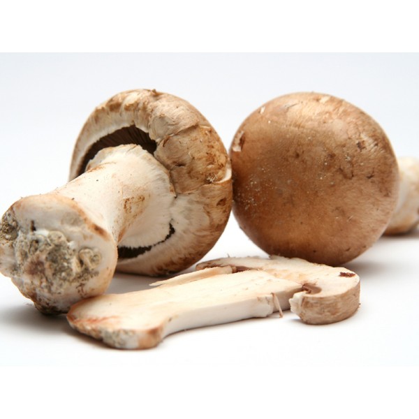 champignons-bruns_160284