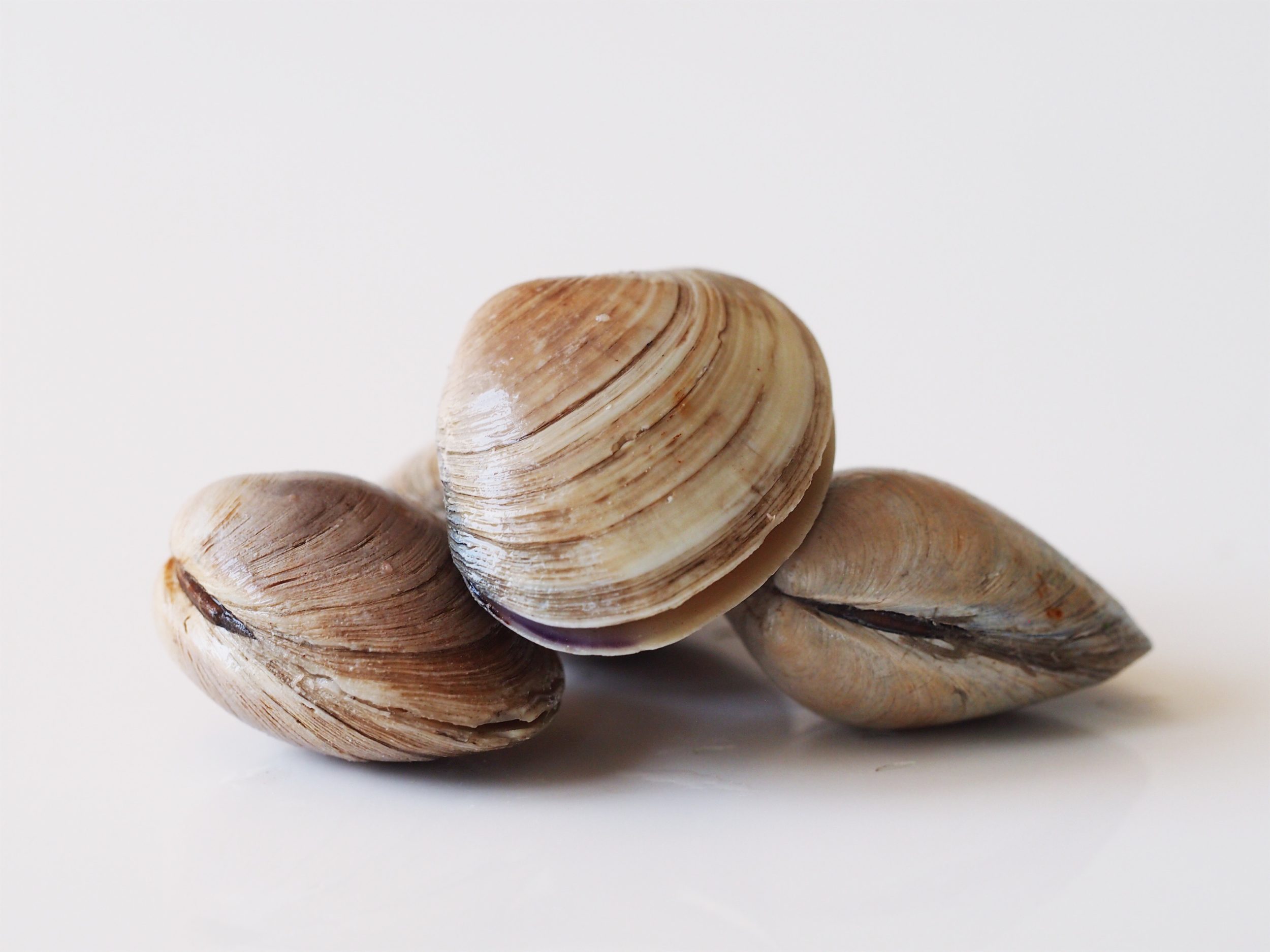 clams_16390