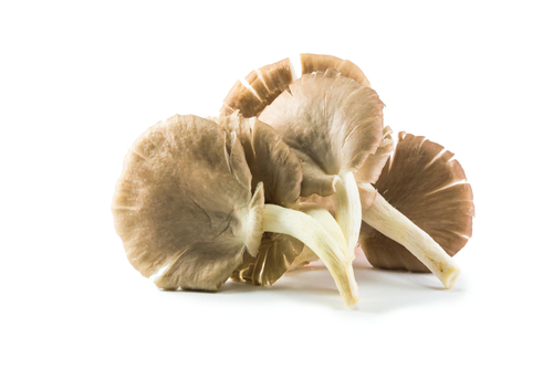 chanterelle-grise_16457