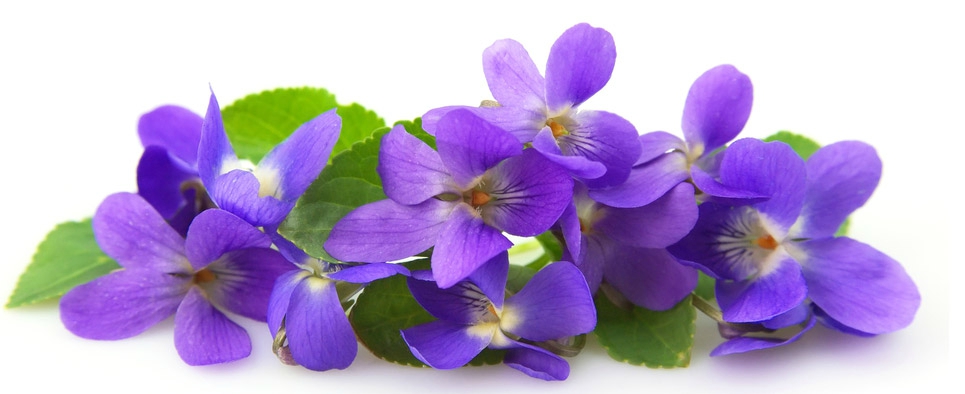 fleur-de-violette_16858