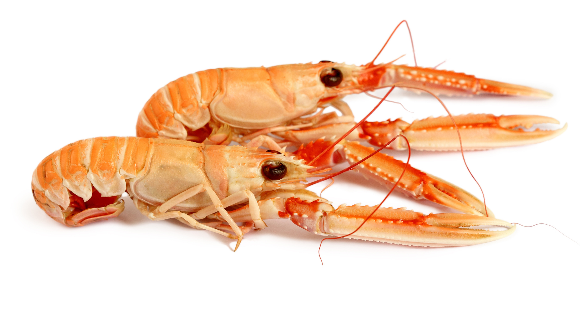 langoustines_1869